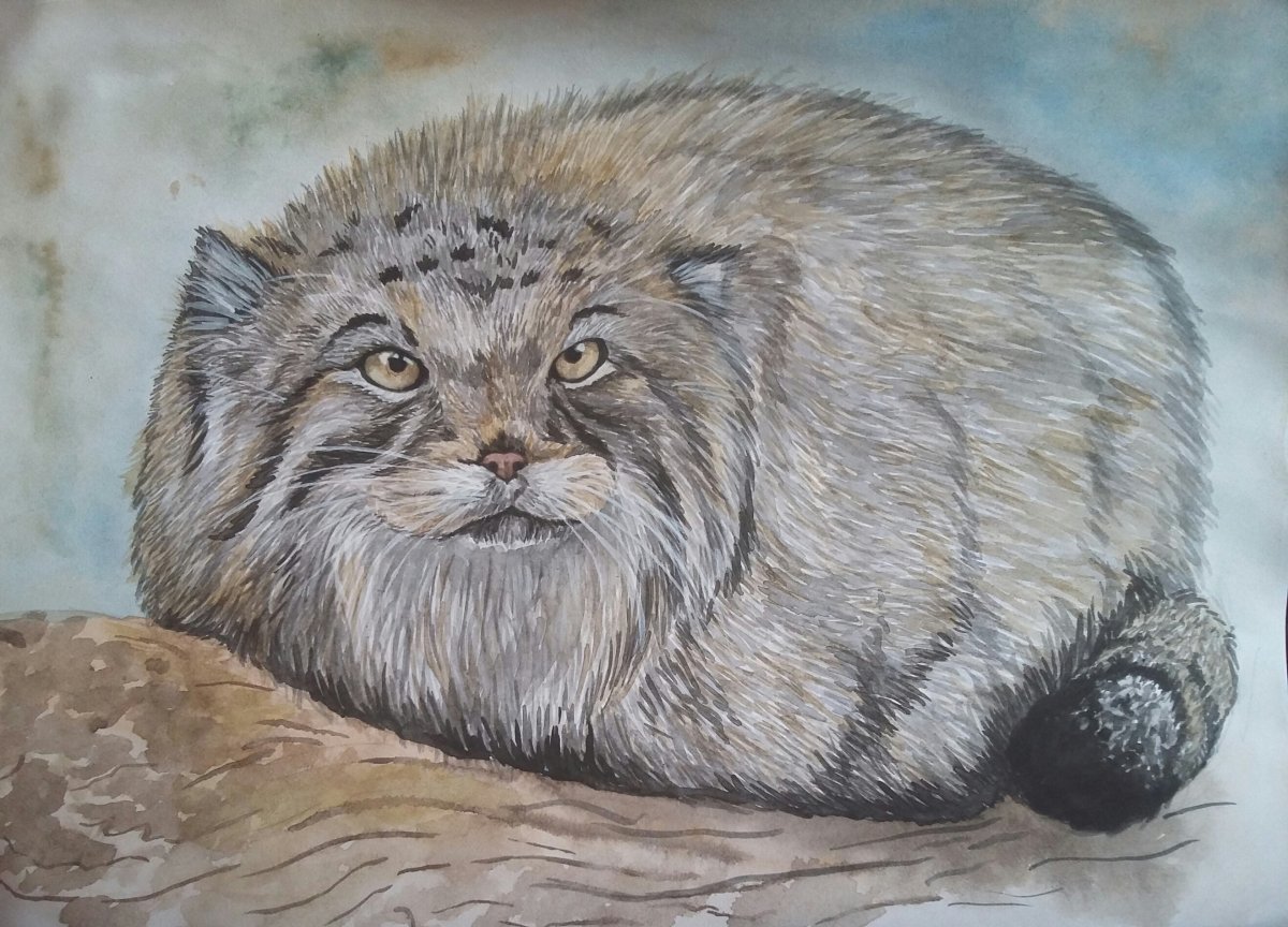 Дикий кот Манул раскраска