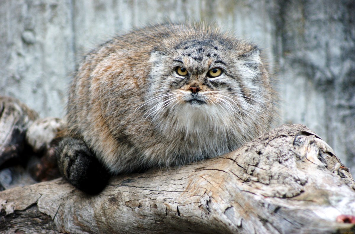 Манул Колпино