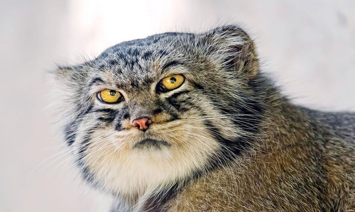 Манул злой толстый