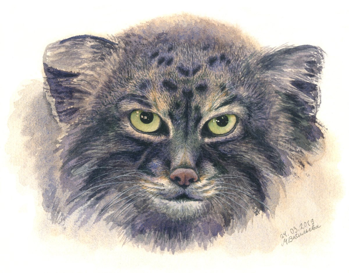 Манул морда