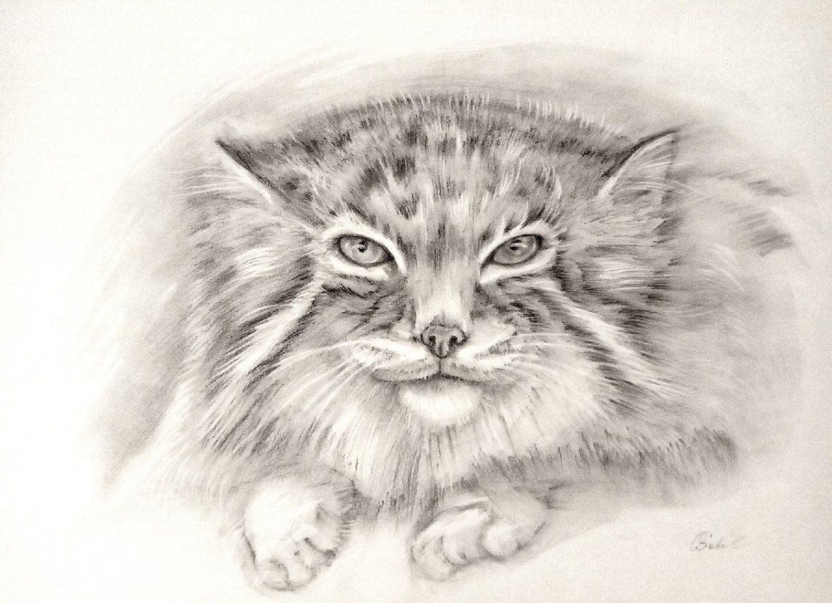 Манул рисунок карандашом