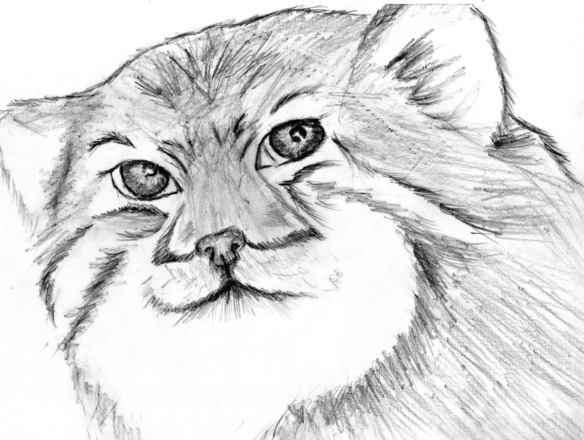 Манул раскраска