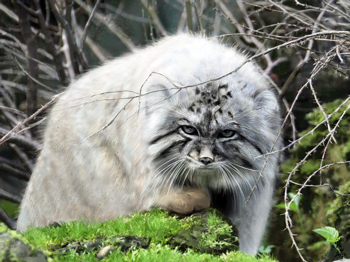 Лесная кошка Манул