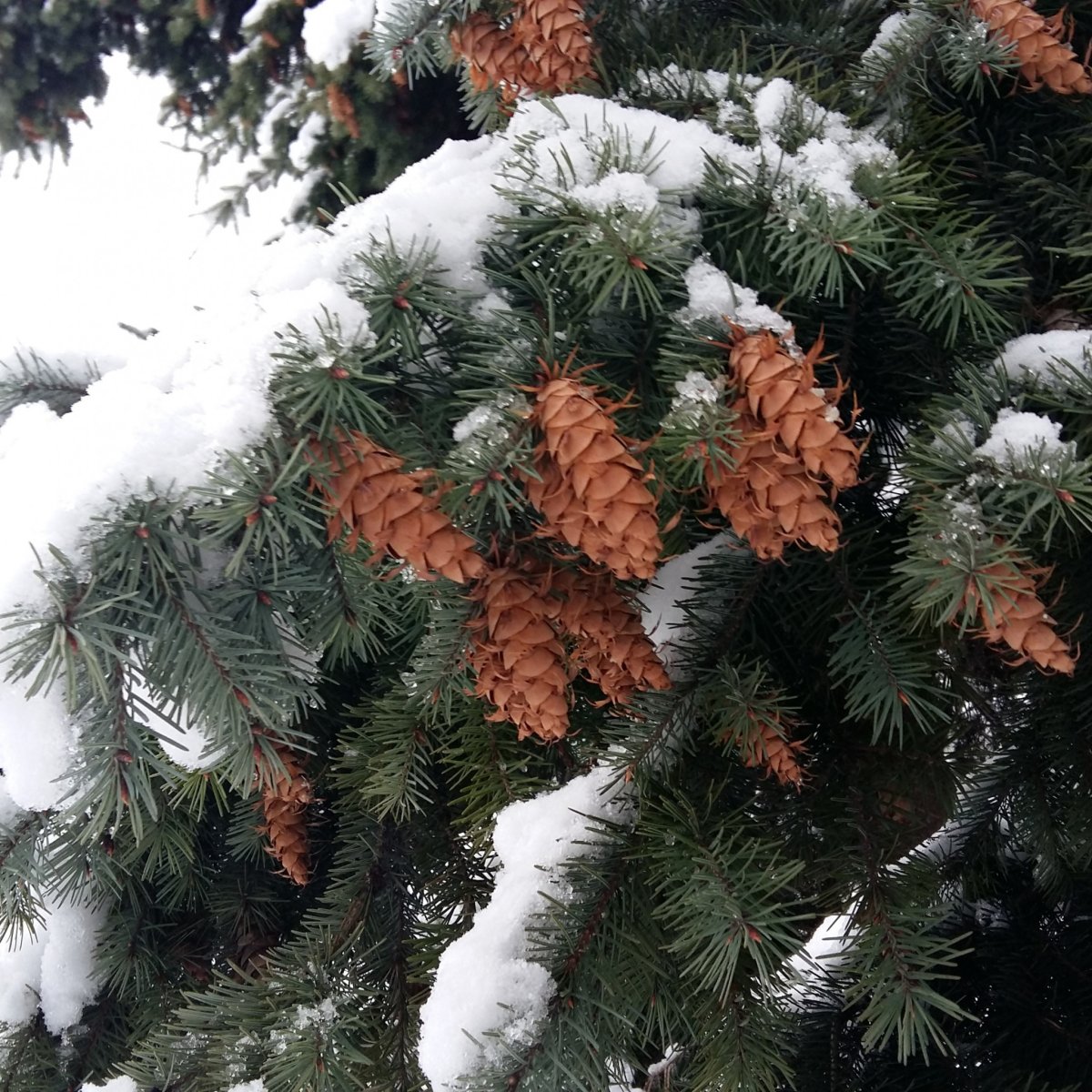 Елка в снегу