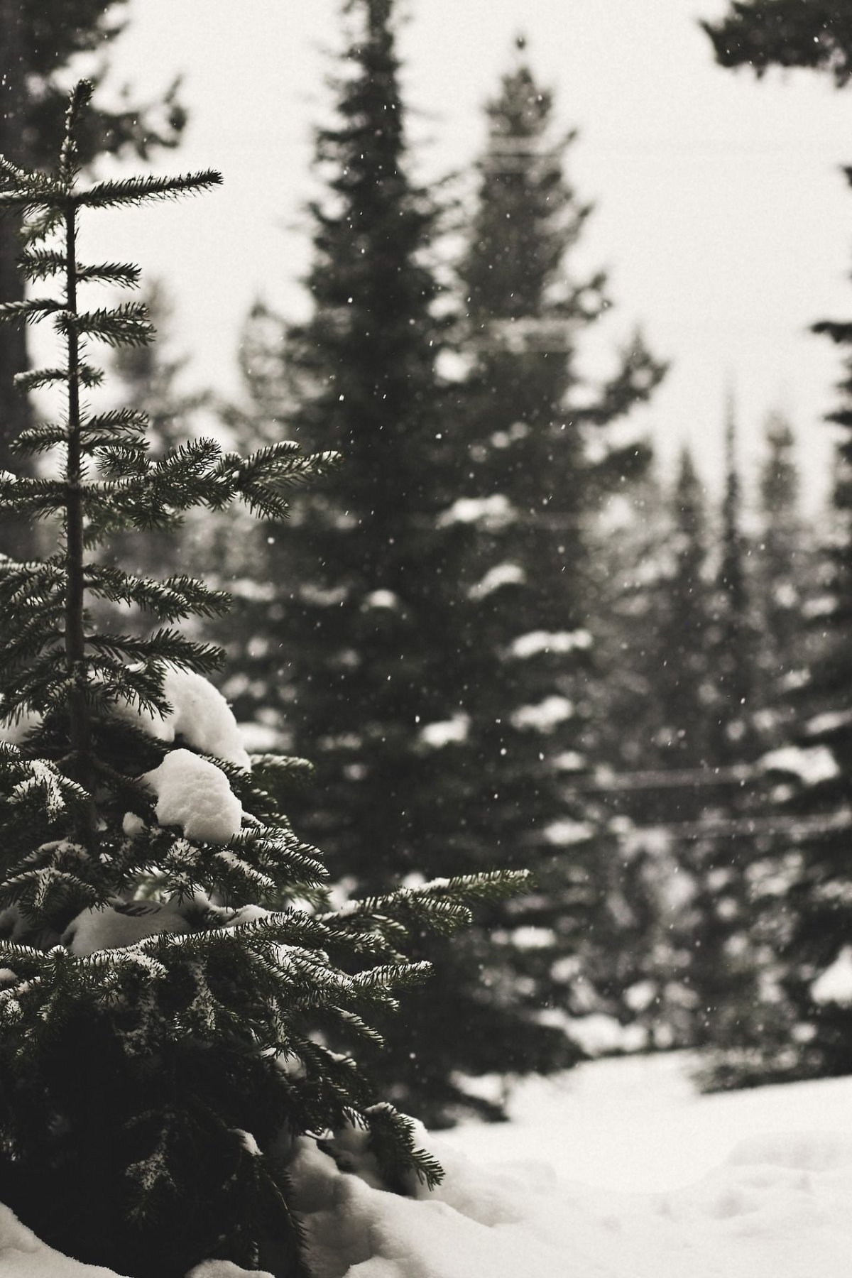 Боке елка гирлянда