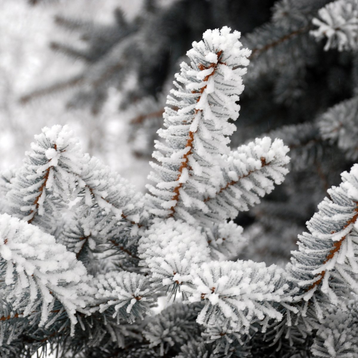 Еловые ветки в снегу