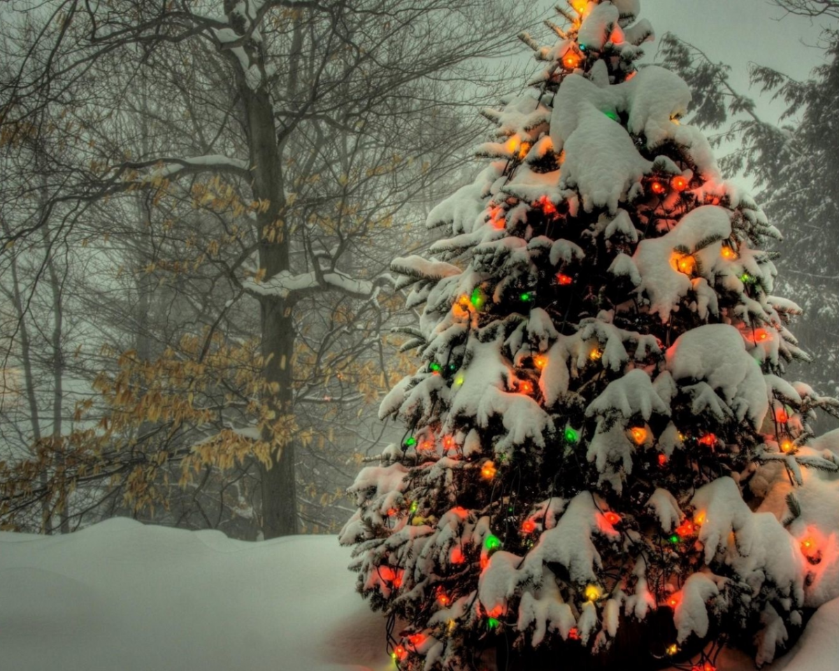 Хвойные деревья зимой