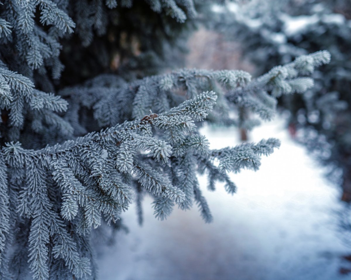 Новогодняя наряженная елка в лесу