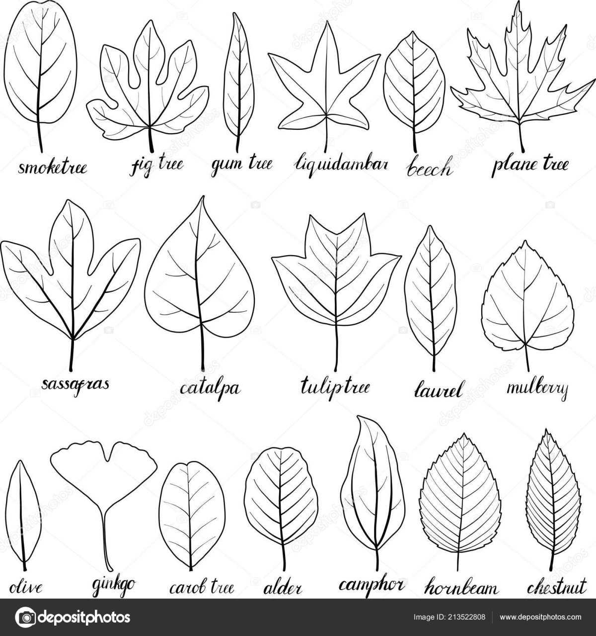 Листья раскраска для детей