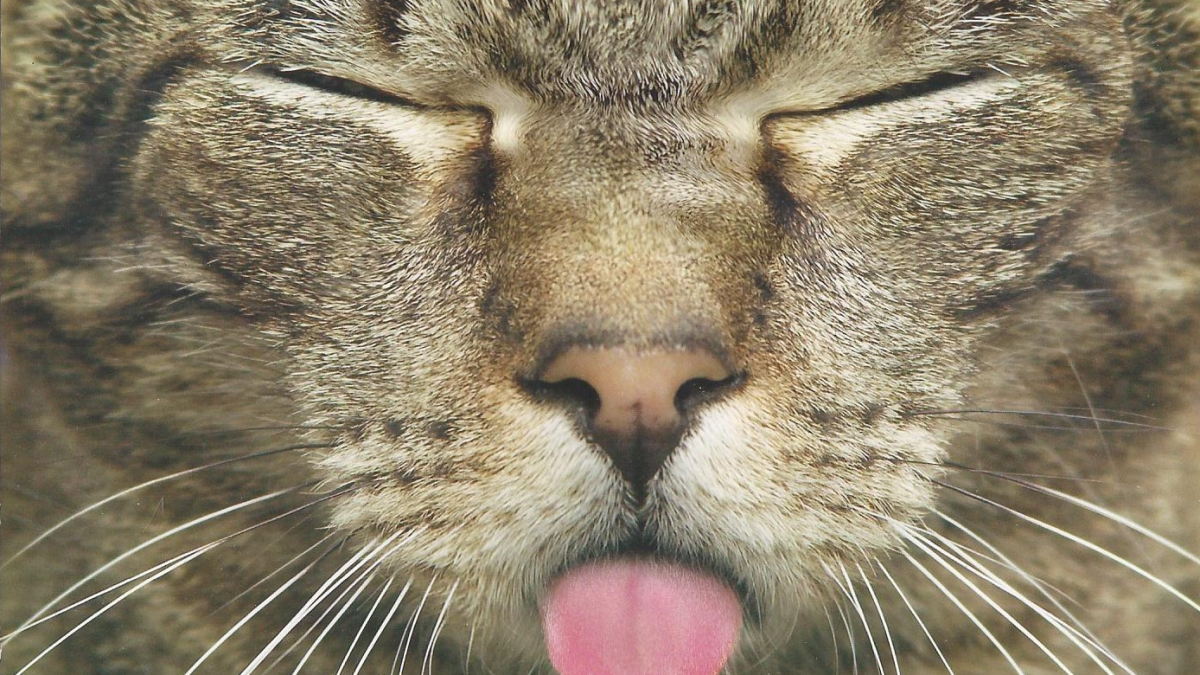 Обиженный кот