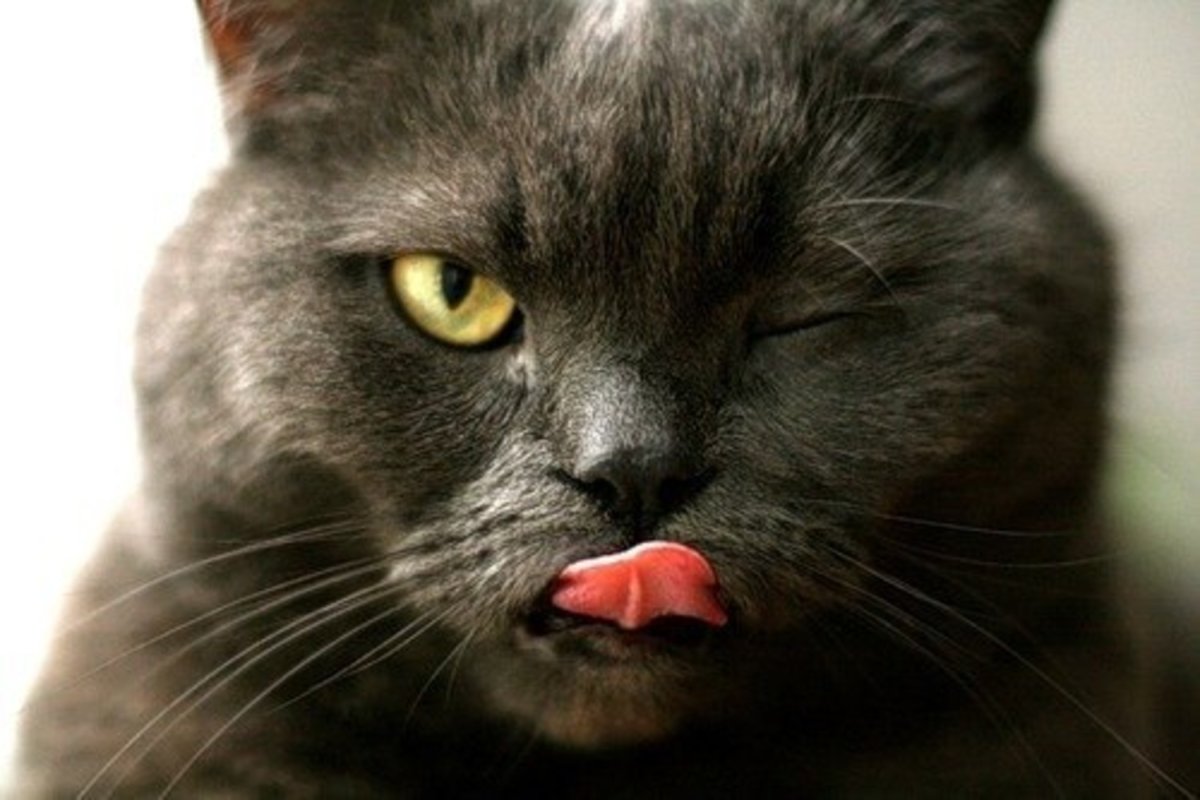 Кот подмигивает