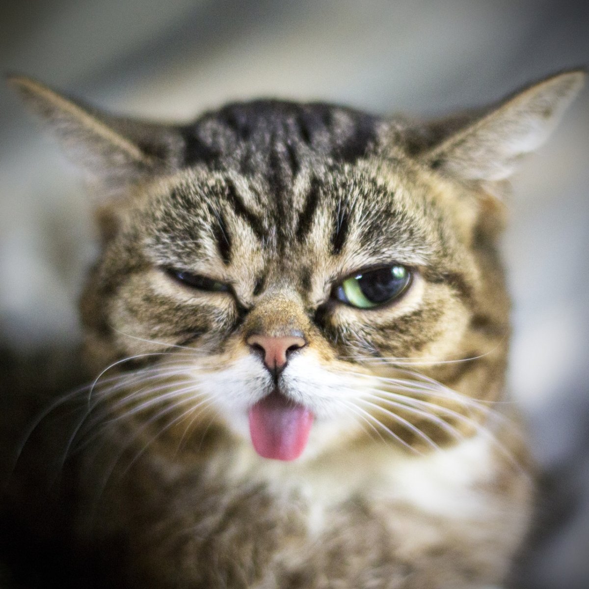 Кошка с высунутым языком