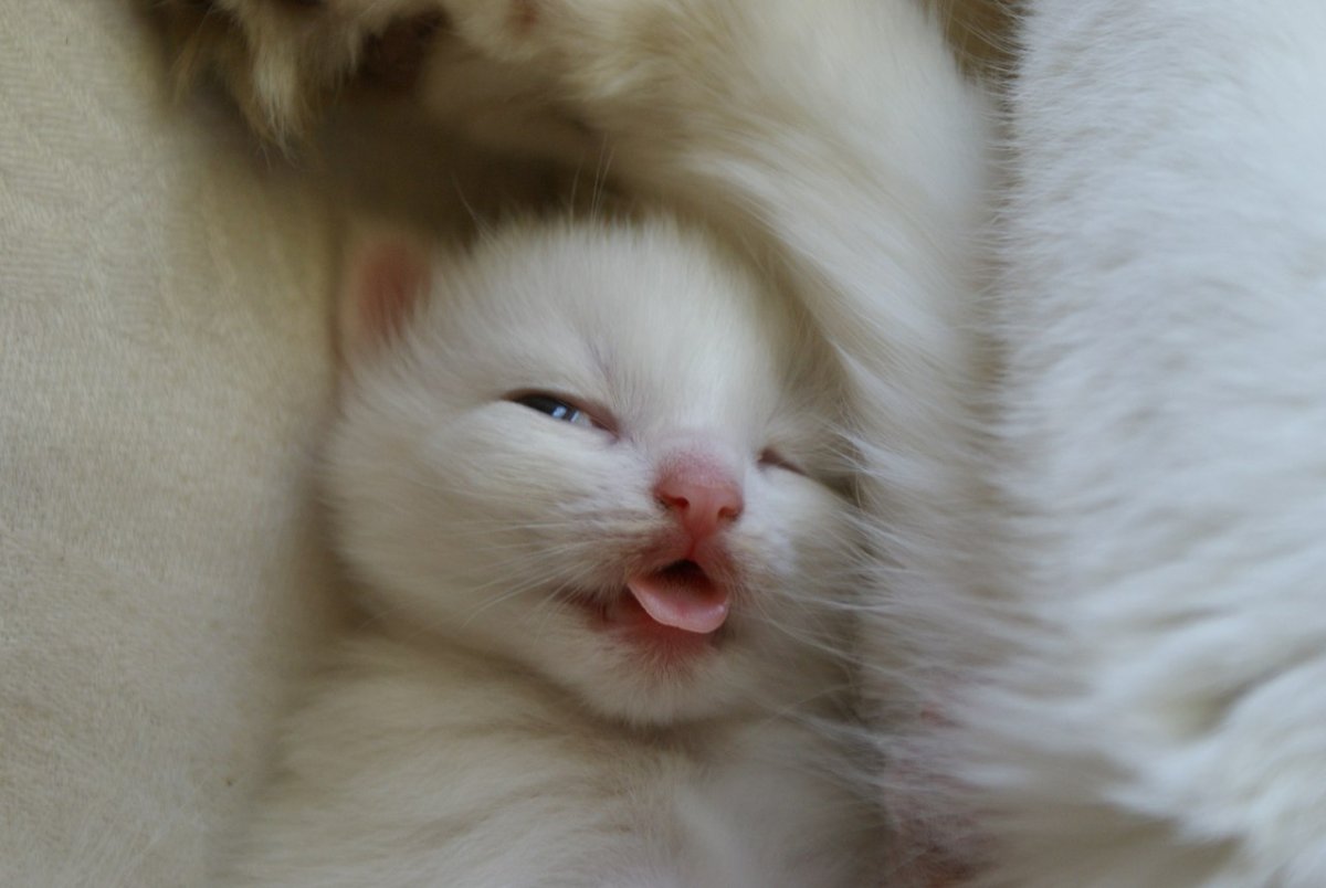 Белый котик с высунутым языком