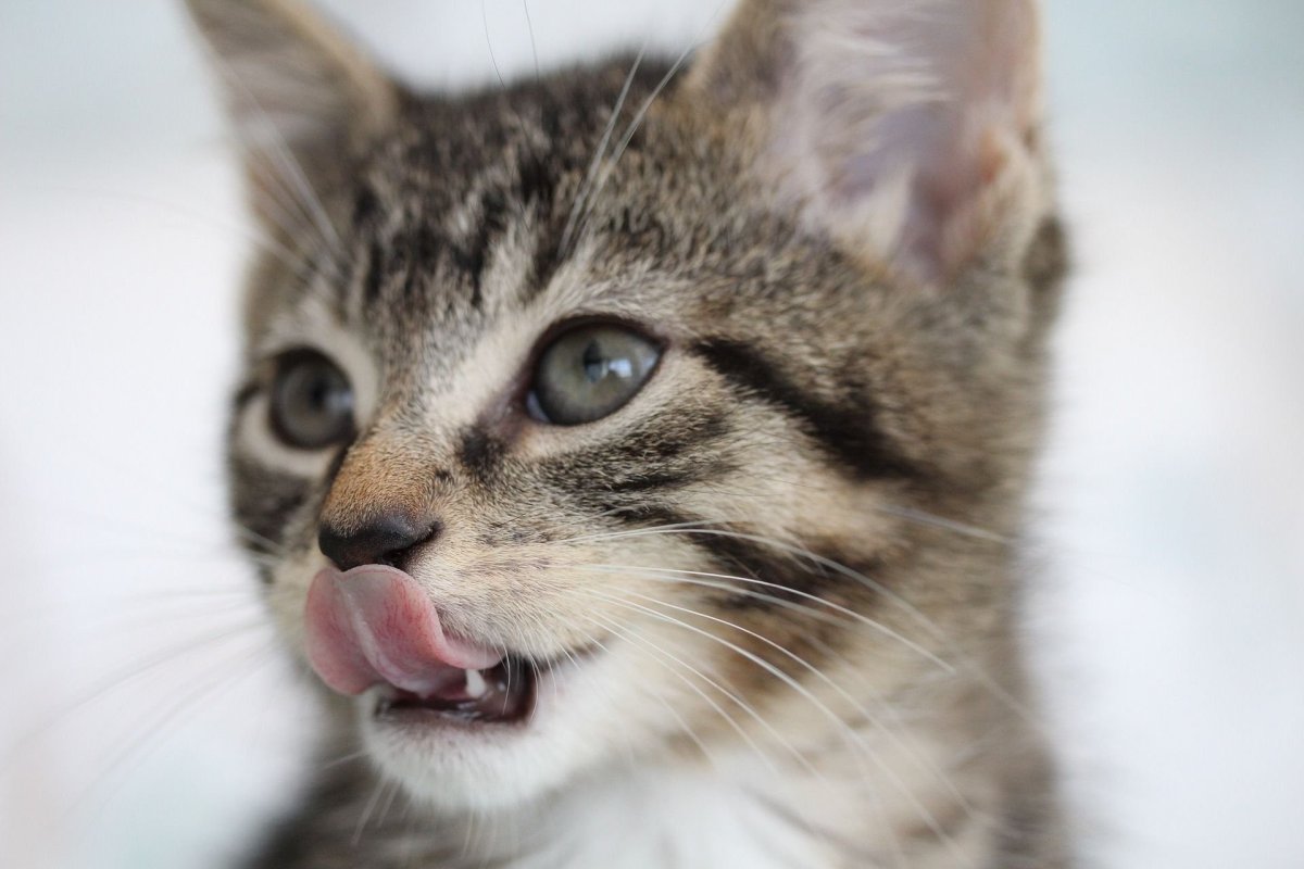 Котенок с языком