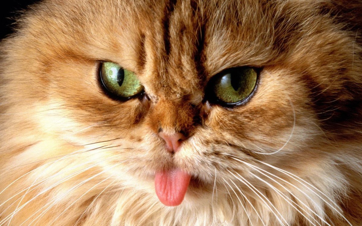 Кот сердится