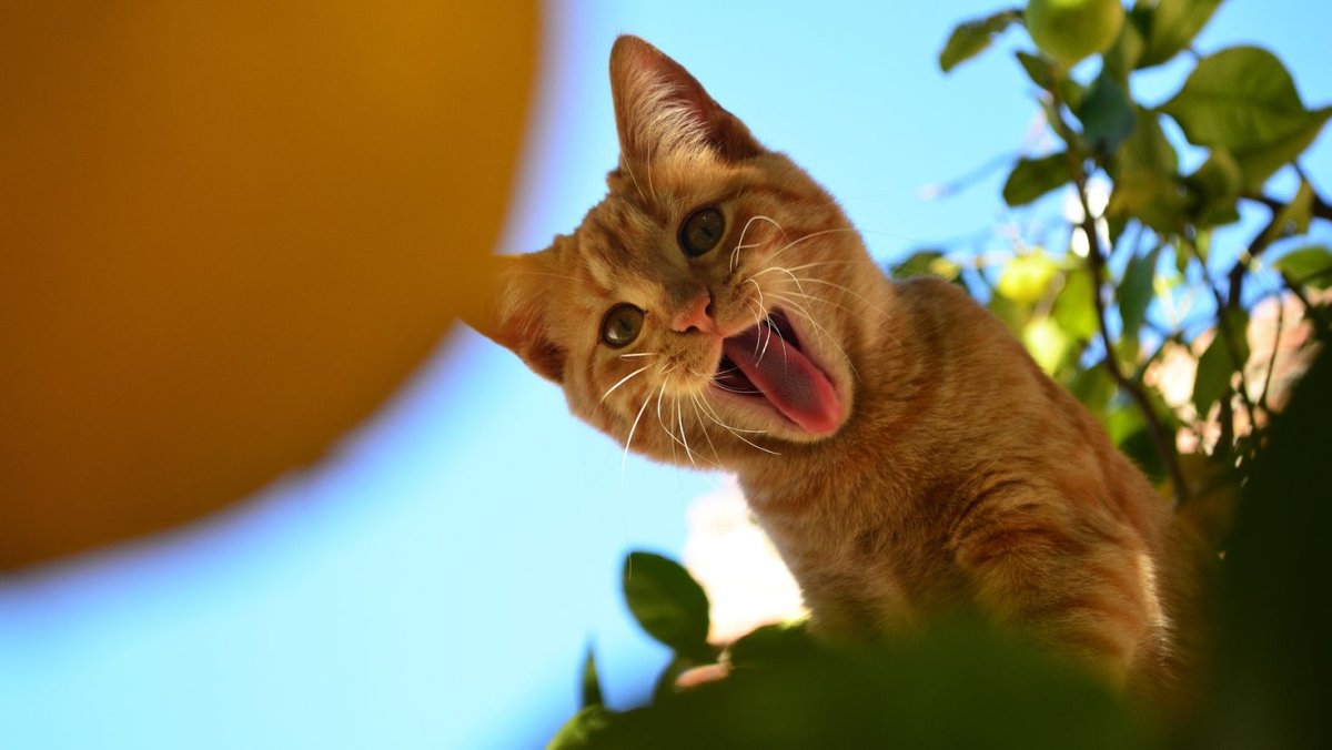 Котики смешные