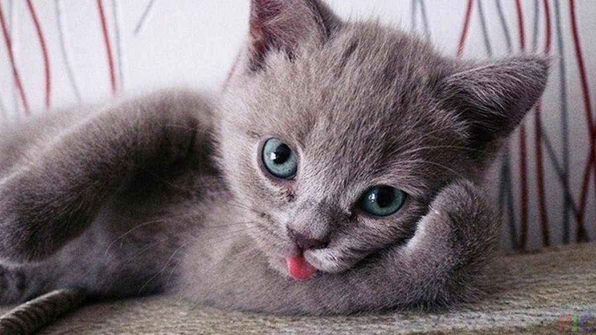 Котенок с язычком