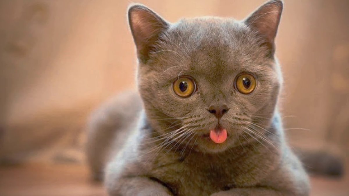 Кот удивлен