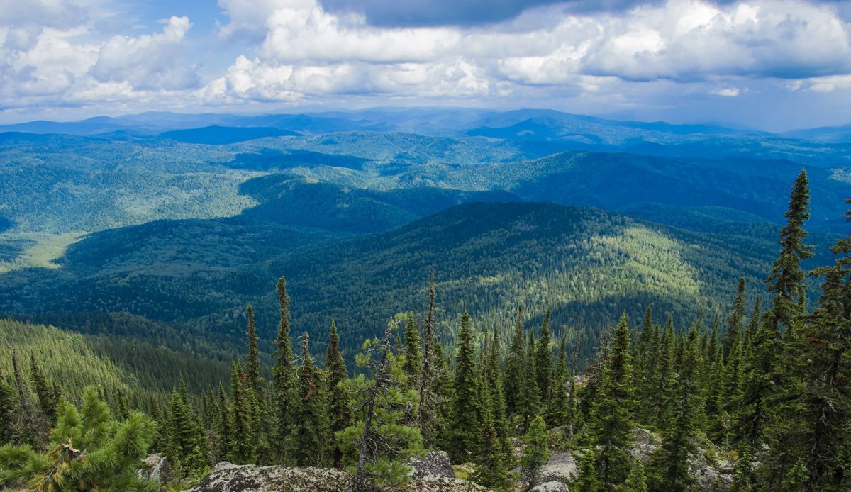 Восточно Сибирская Тайга