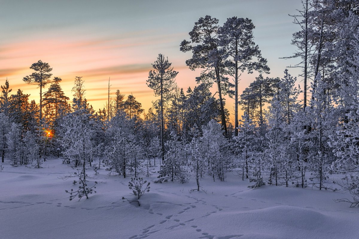 Западная Сибирь природа ХМАО