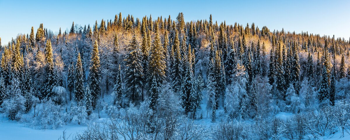 Черневая Тайга Алтая зима