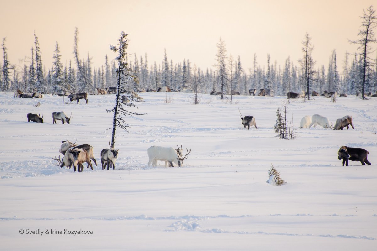 Особенности зимы в Западной Сибири