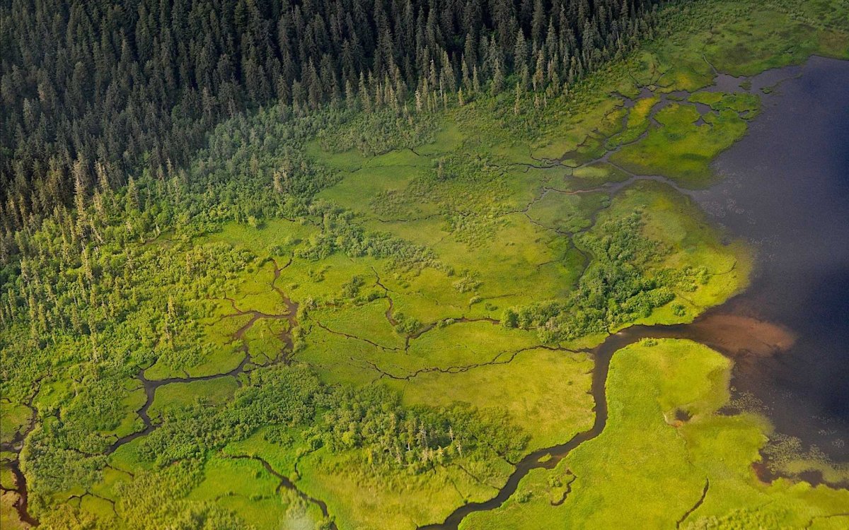 Болота Западно сибирской равнины