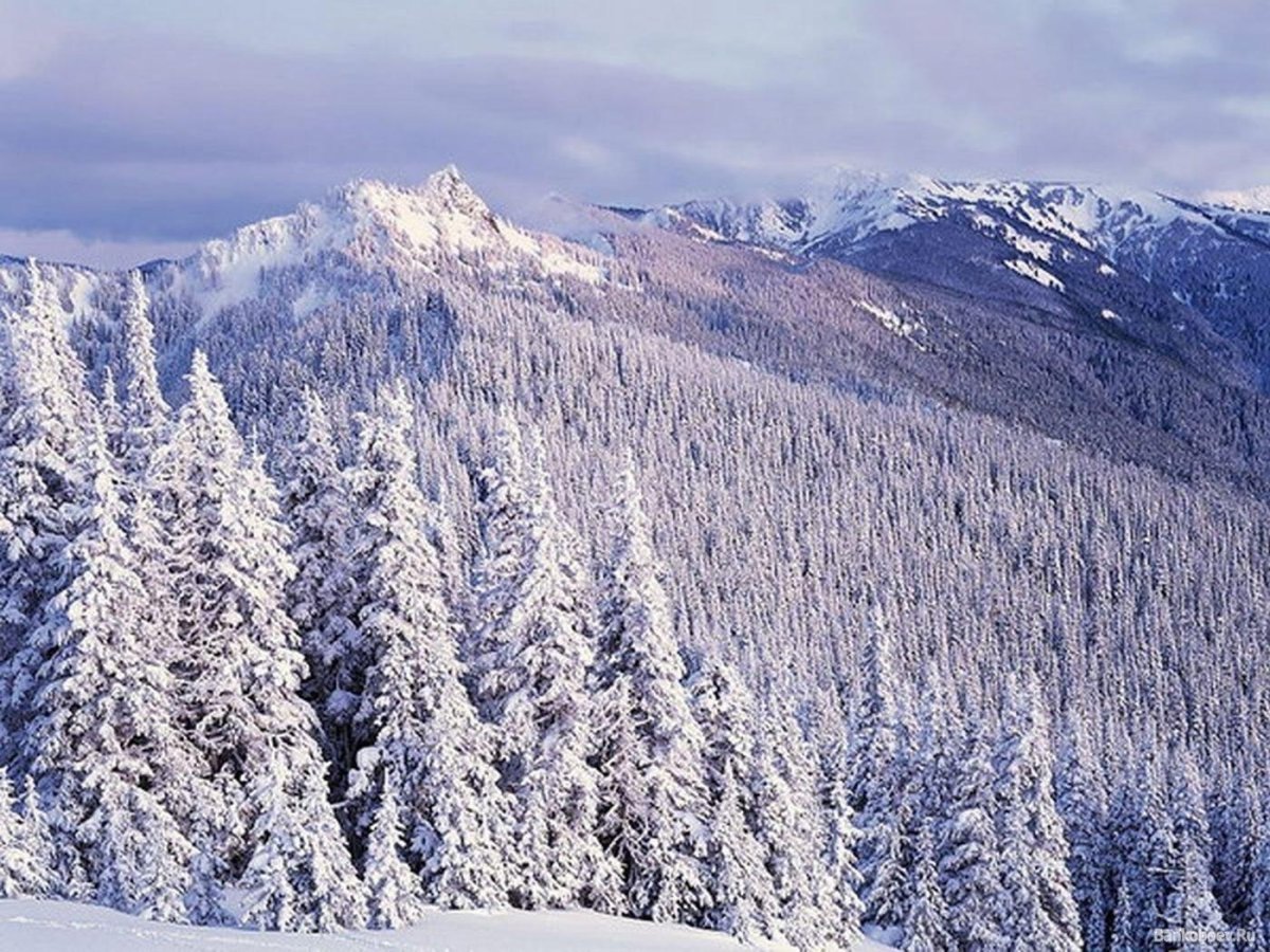 Сибирь Снежная Тайга