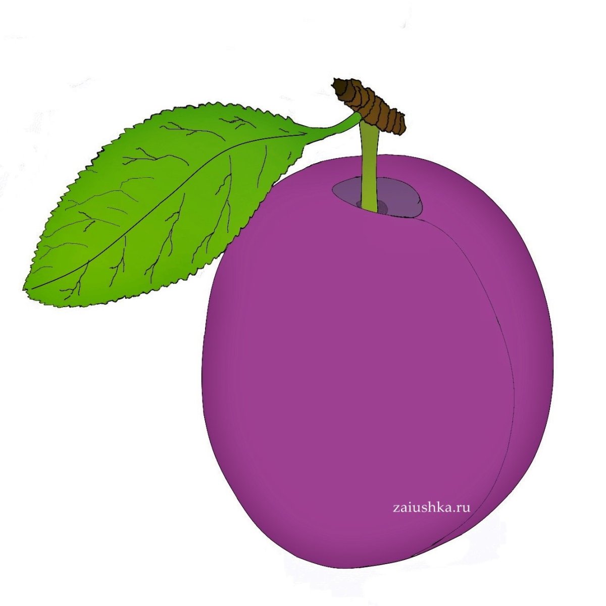 Слива рисунок