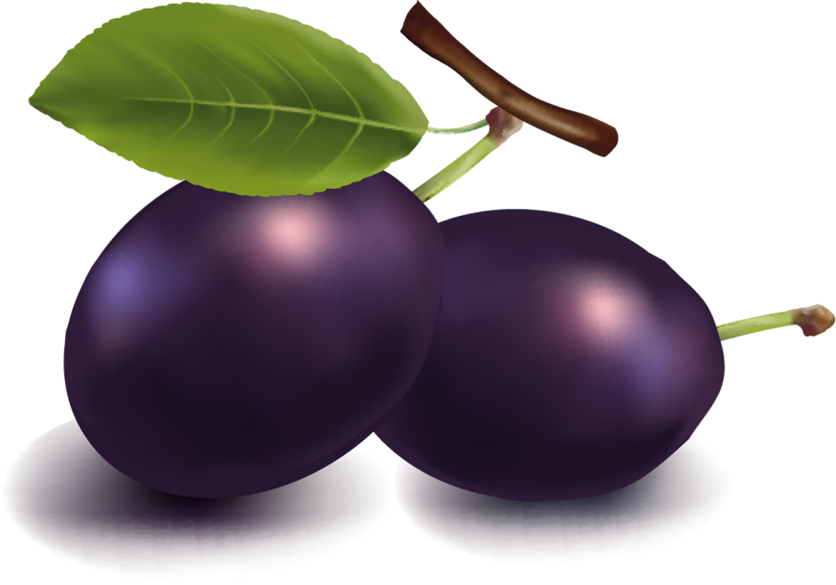 Картина слива для детей