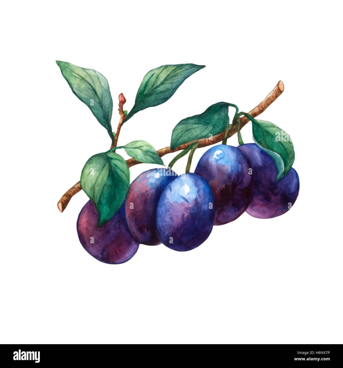 Ветка сливы акварель