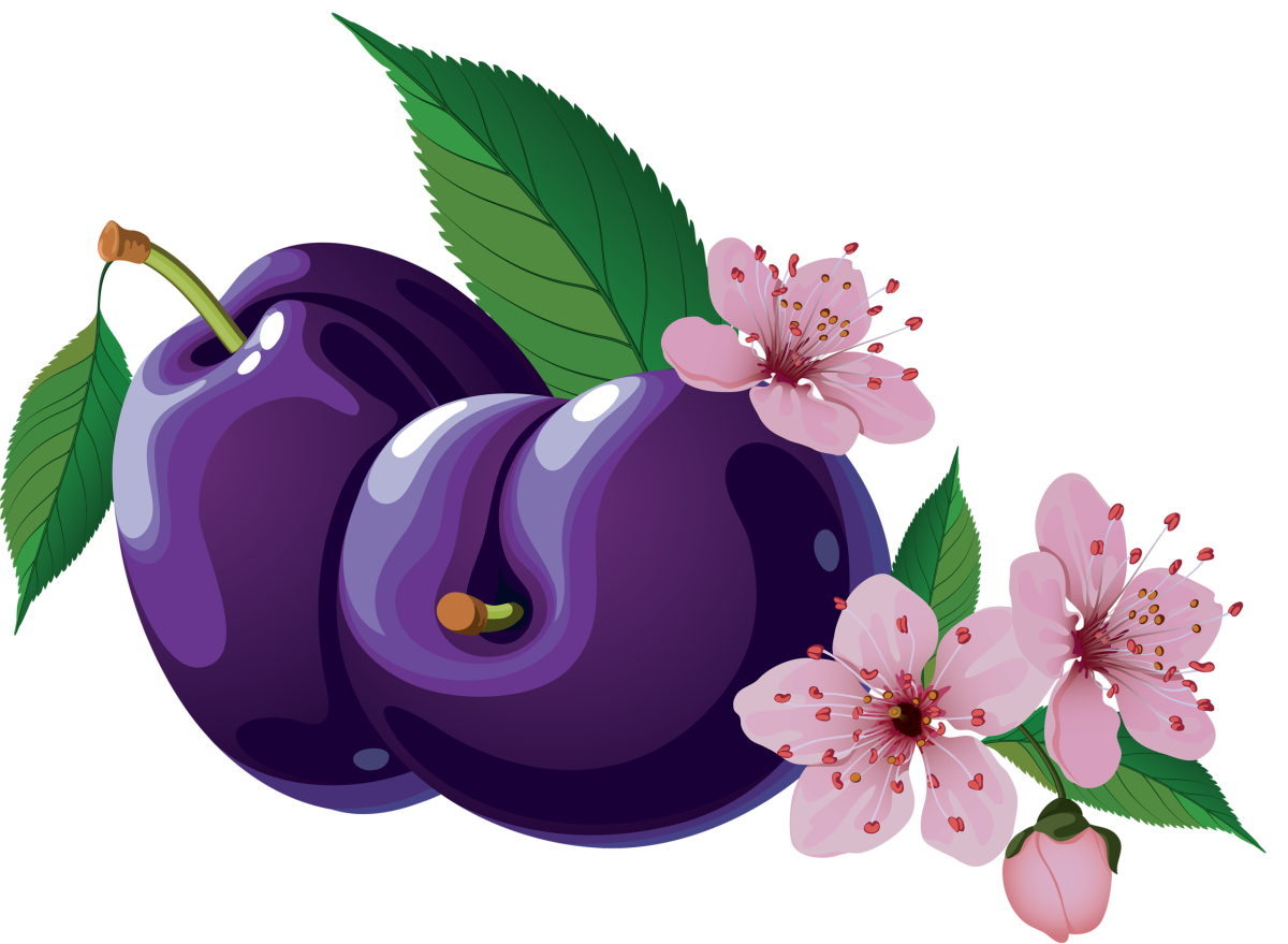 Слива иллюстрация