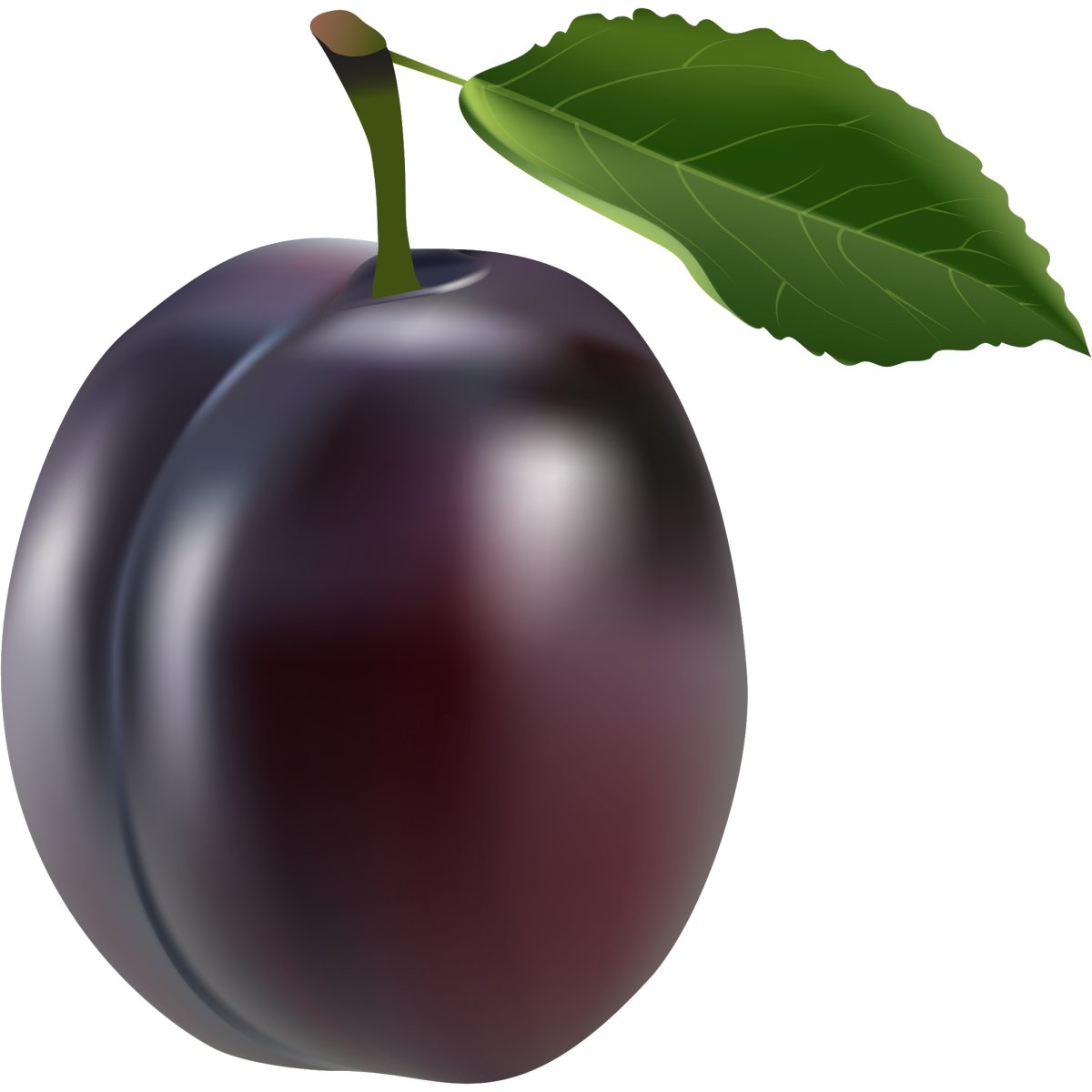 Слива фрукт