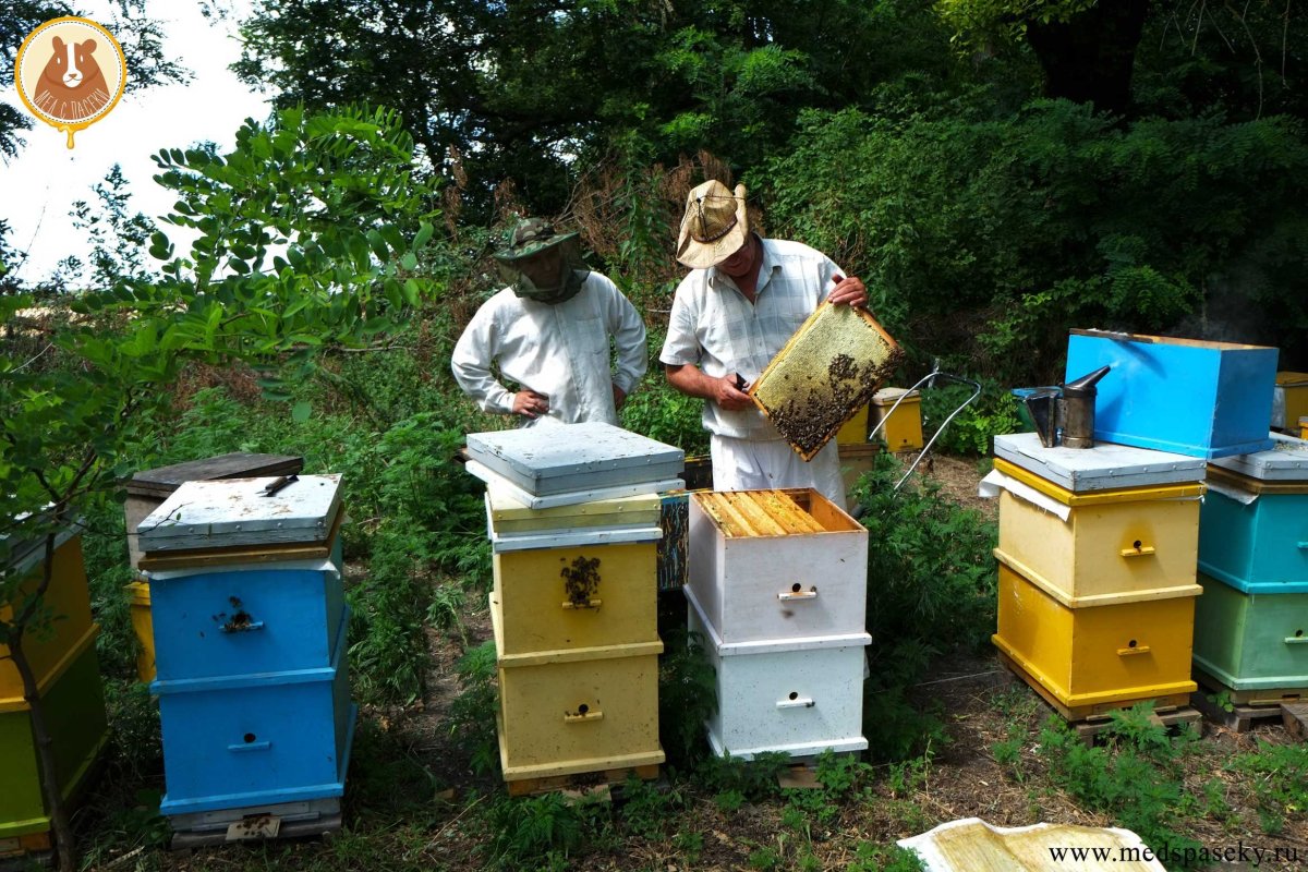 Паспорт Пасечника Краснодарский край