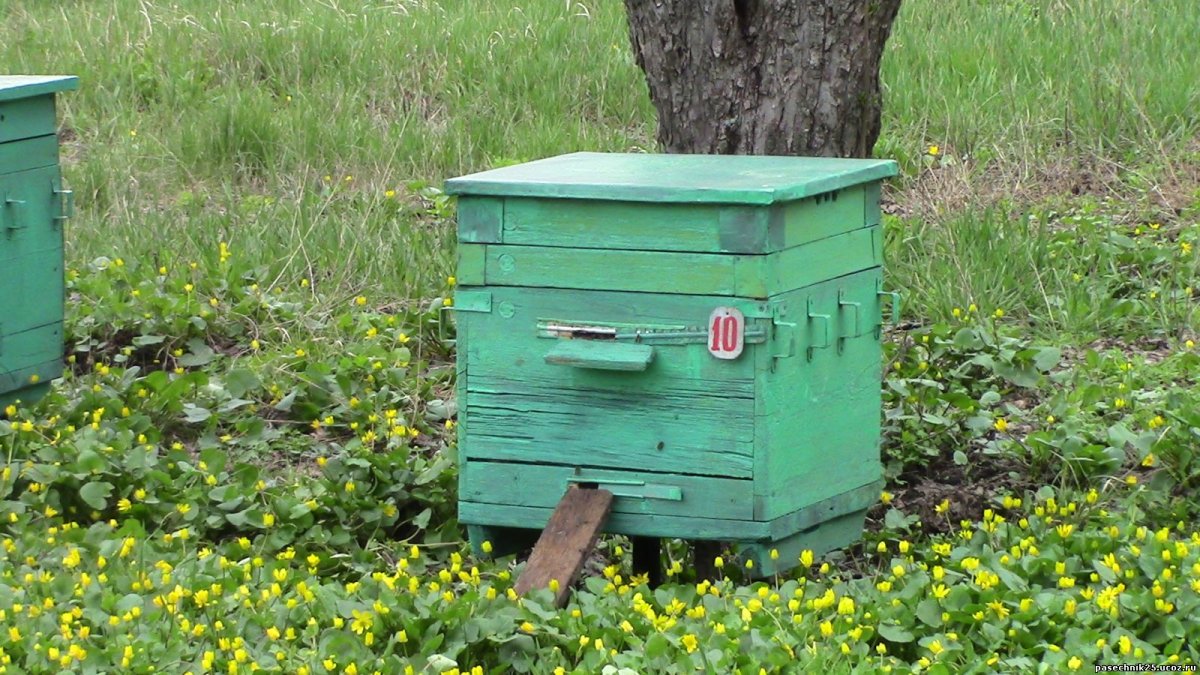 Пасека пчел