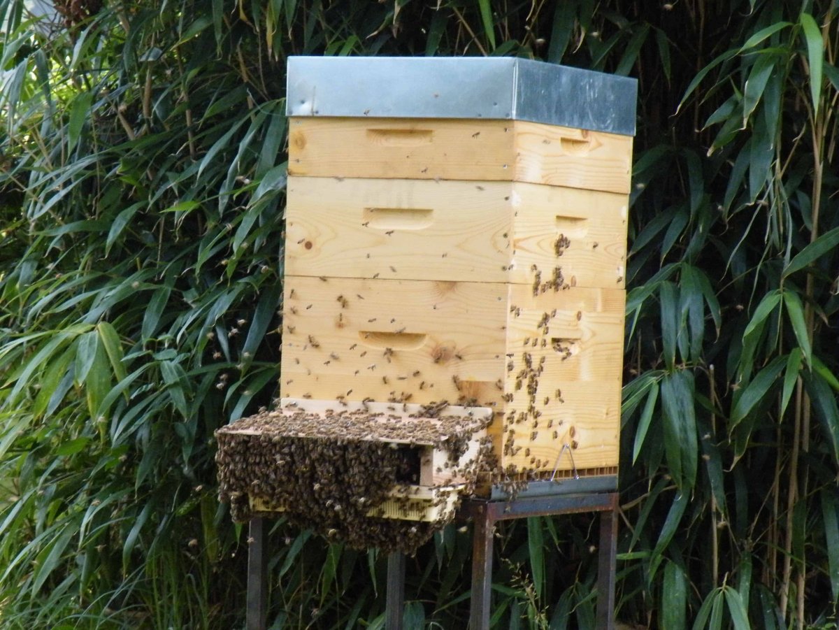 Пчелы в улье