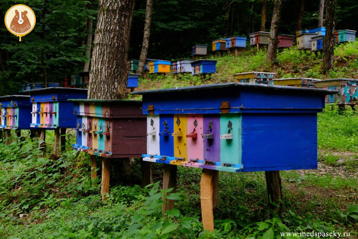 Пасеки горный Краснодарский край