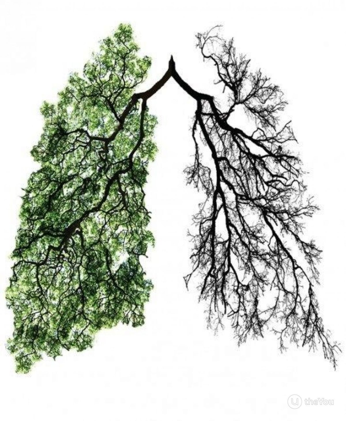 Деревья легкие планеты