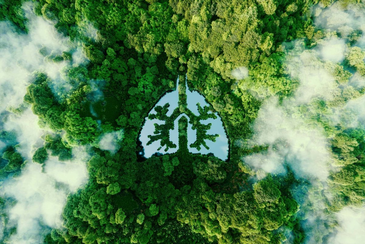 Forest in Shape of lungs