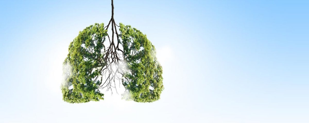 Дерево в виде легких