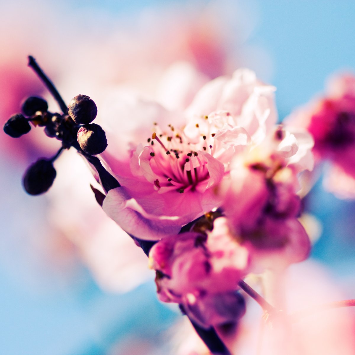 Аватарка Весна цветы