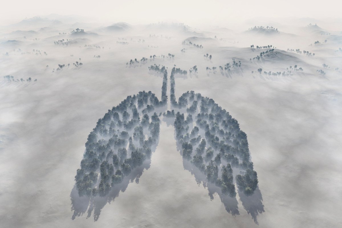 Лес вид сверху