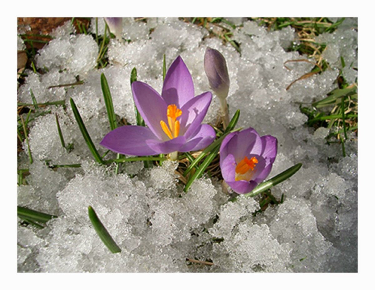 Весенние цветы в марте