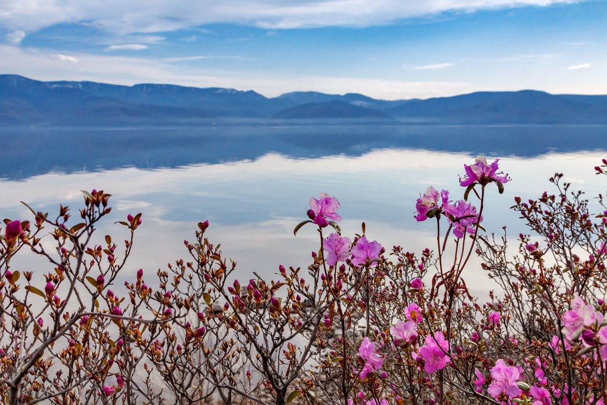 Багульник в Бурятии