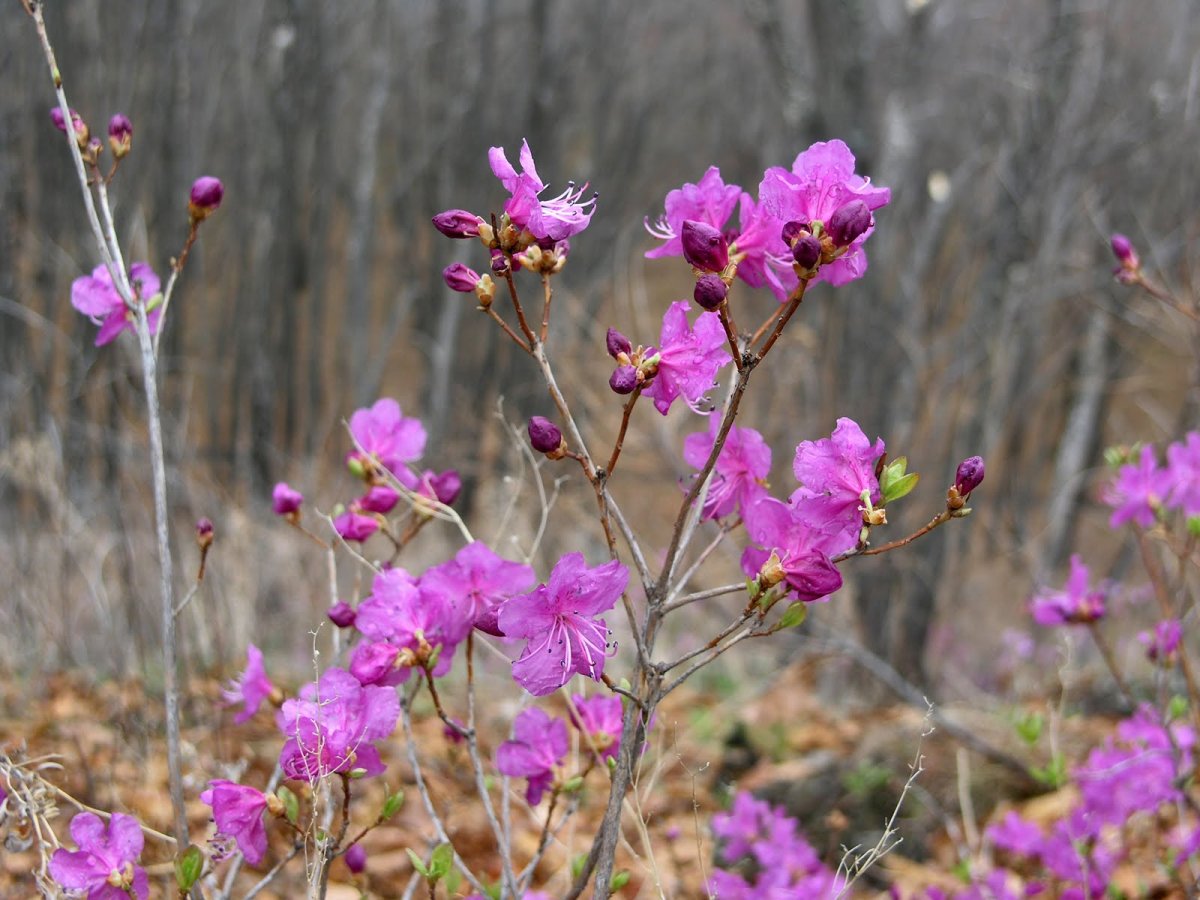 Багульник Чита