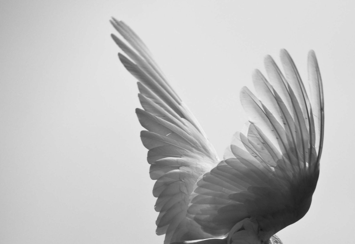 Чёрные Крылья для фотошопа