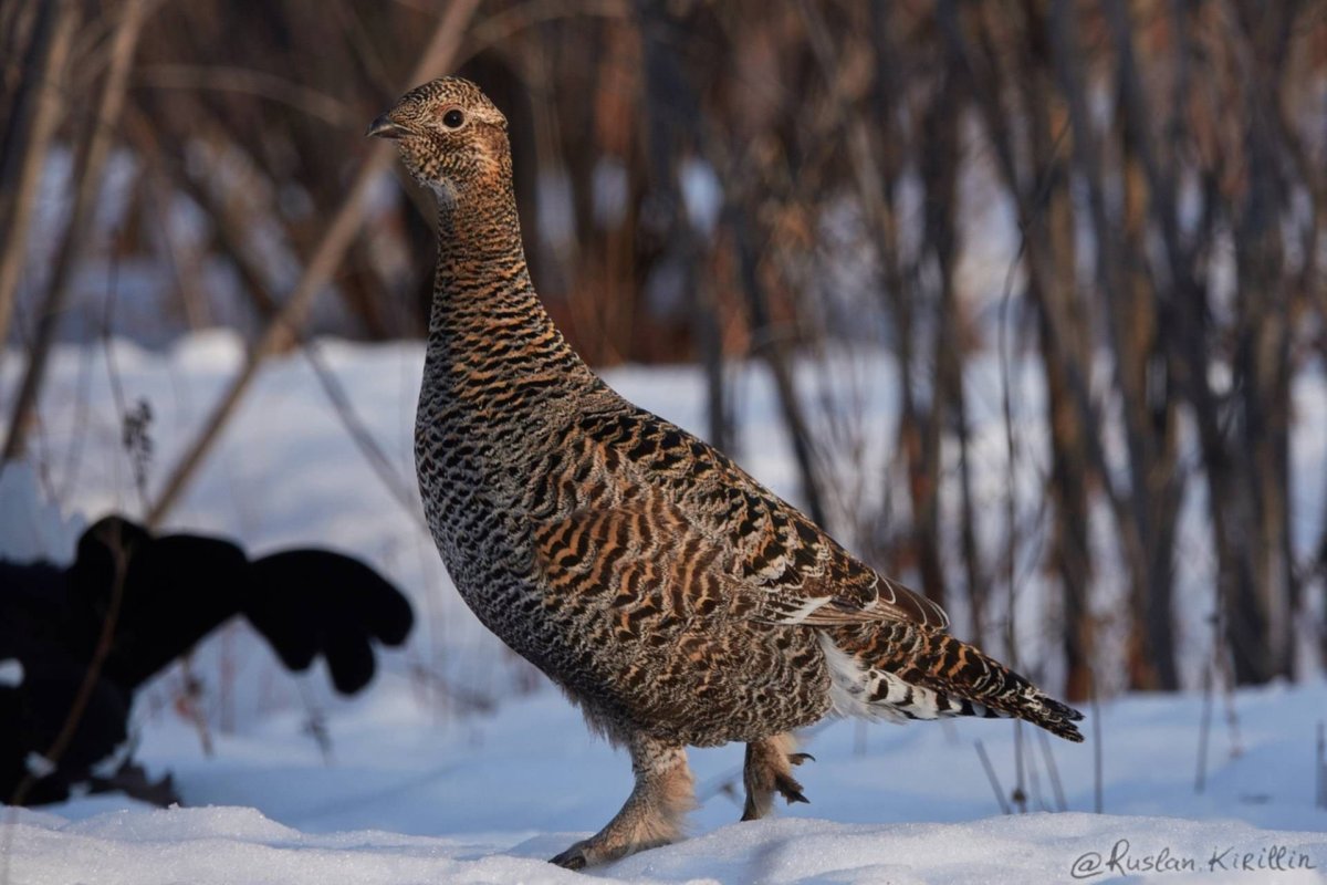 Самка глухаря на дереве