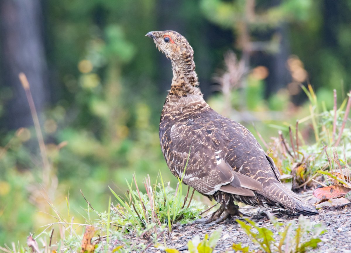 Самка глухаря Капалуха