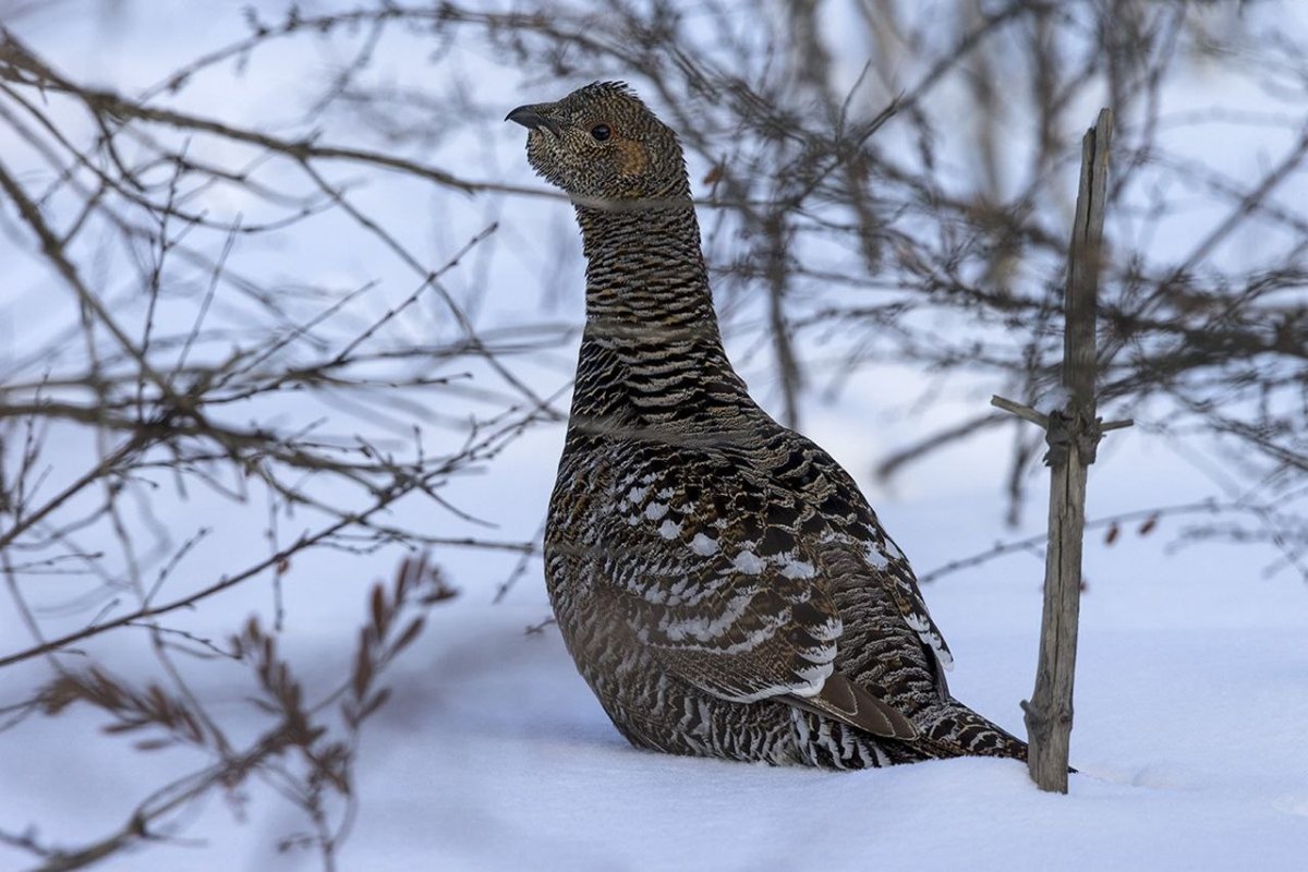 Копылуха самка глухаря
