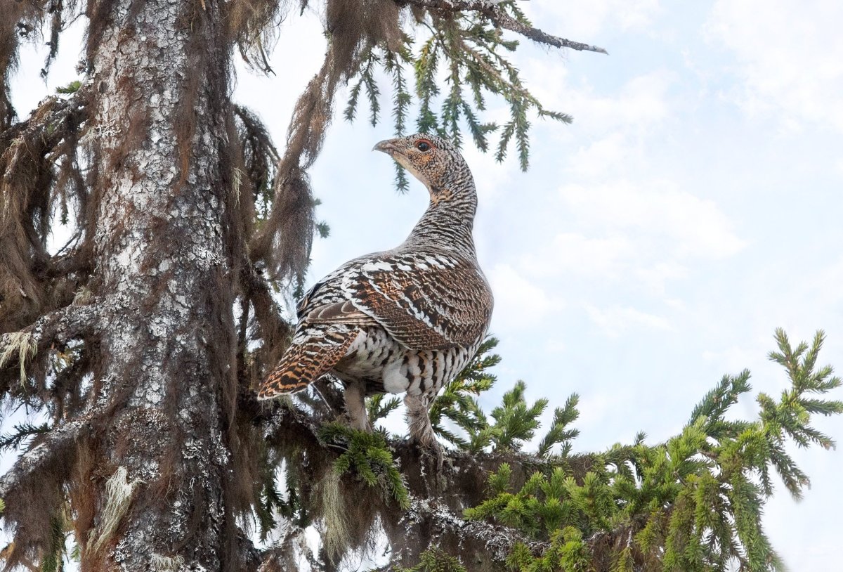 Глухарь и Капалуха